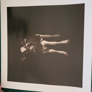 Purina Promotional  2 Photograph COW CALF Prints 12" x 12"